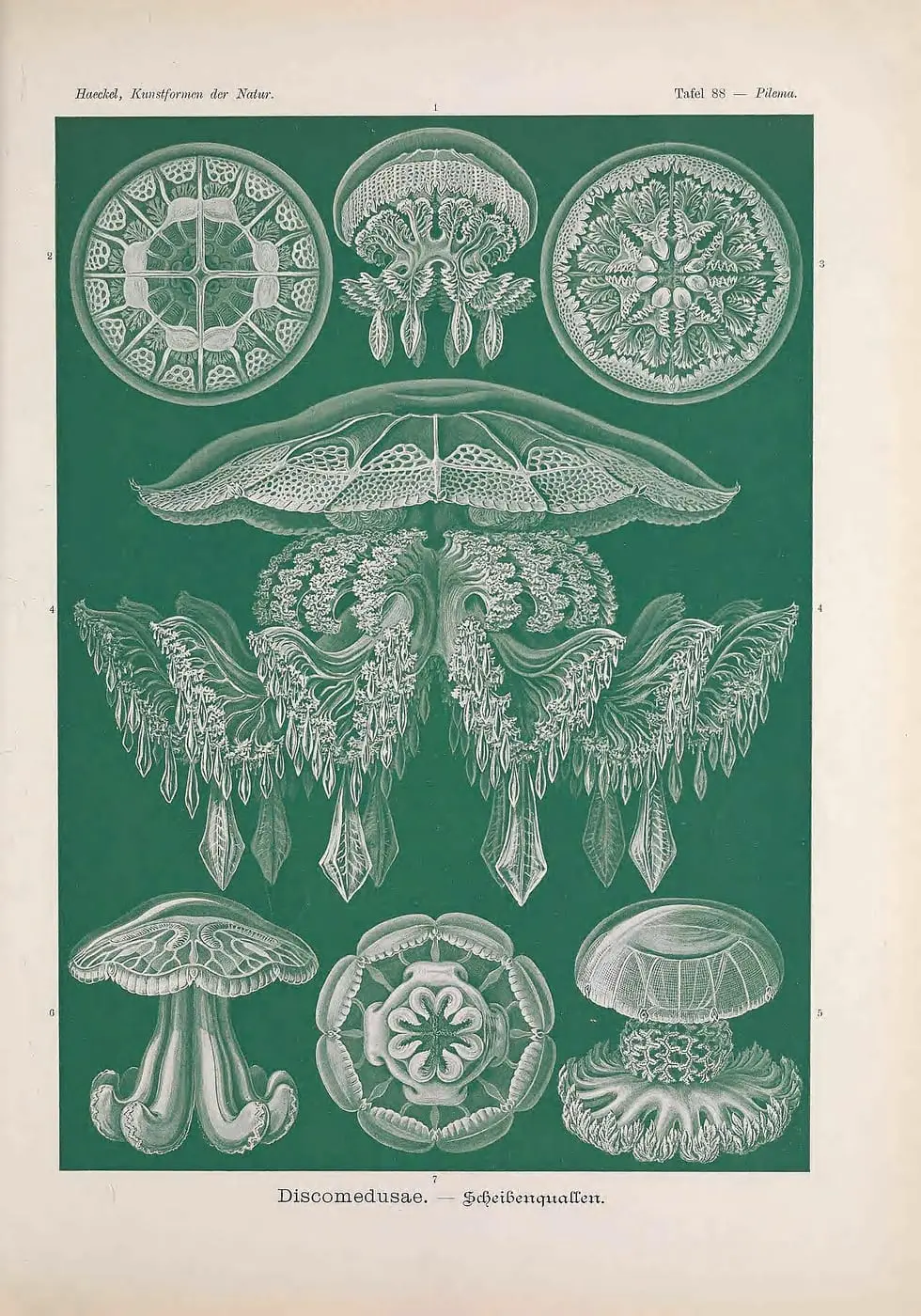 Kunstformen der Natur (Tafel 88) by Ernst Haeckel, canvas print