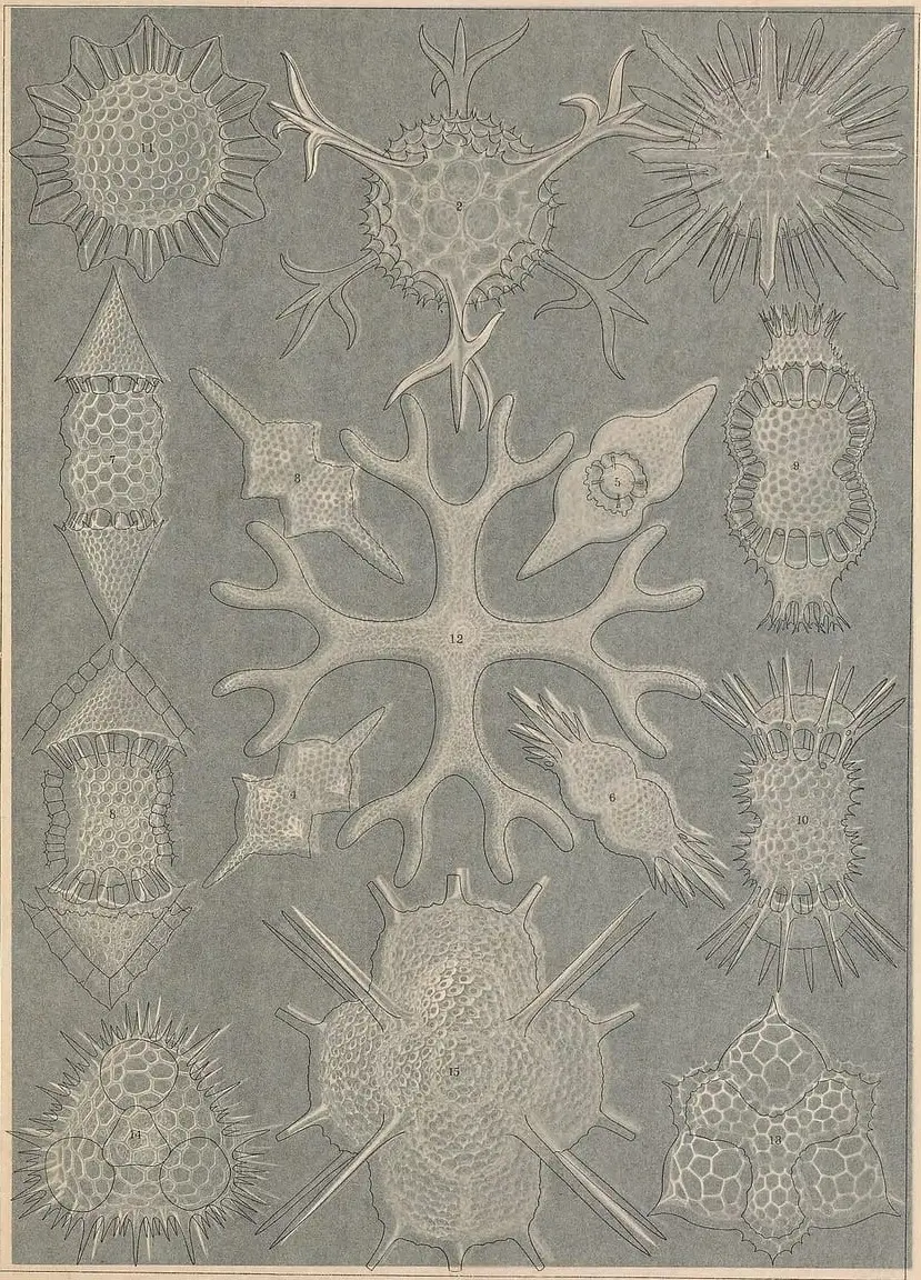 Kunstformen der Natur (Tafel 91) by Ernst Haeckel, canvas print