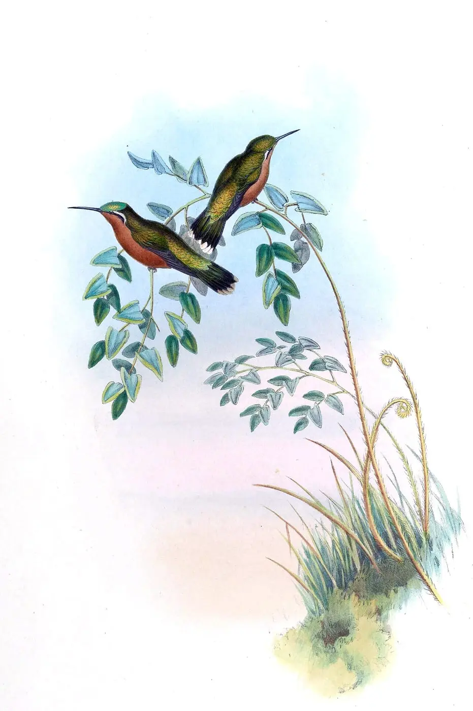 Lampornis castaneoventris Richter by John Gould, canvas print