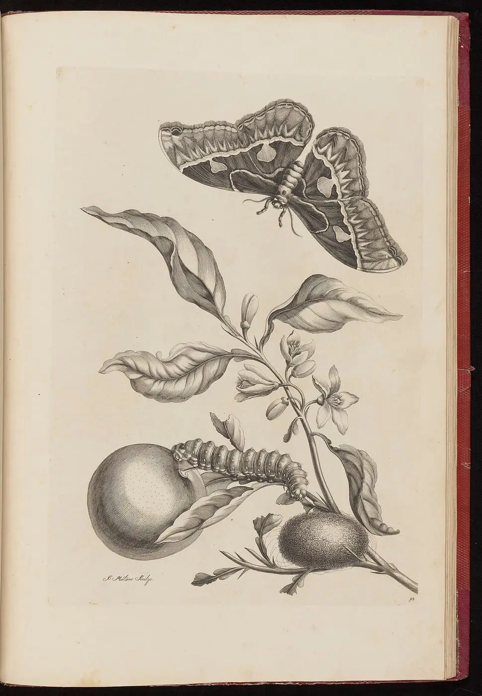 Metamorphosis insectorum Surinamensium by Maria Sibylla Merian, canvas print