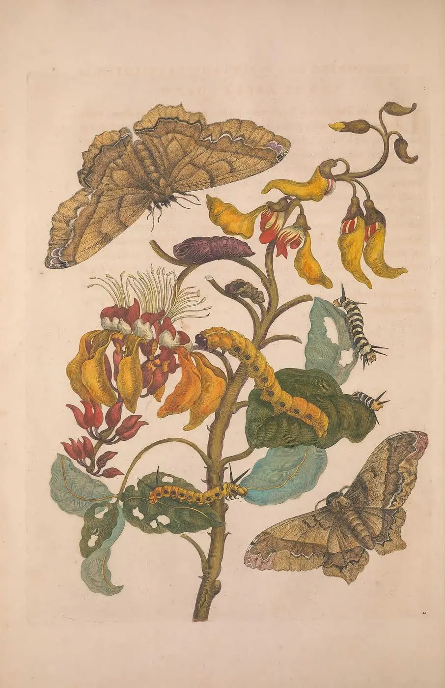 Metamorphosis insectorum surinamensium (Pl. 11) by Maria Sibylla Merian, canvas print