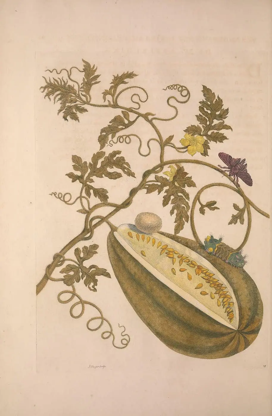 Metamorphosis insectorum surinamensium (Pl. 15) by Maria Sibylla Merian, canvas print
