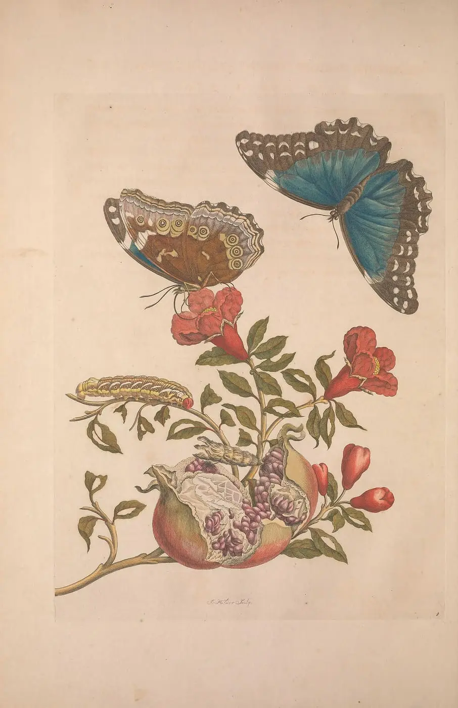 Metamorphosis insectorum surinamensium (Pl. 9) by Maria Sibylla Merian, canvas print
