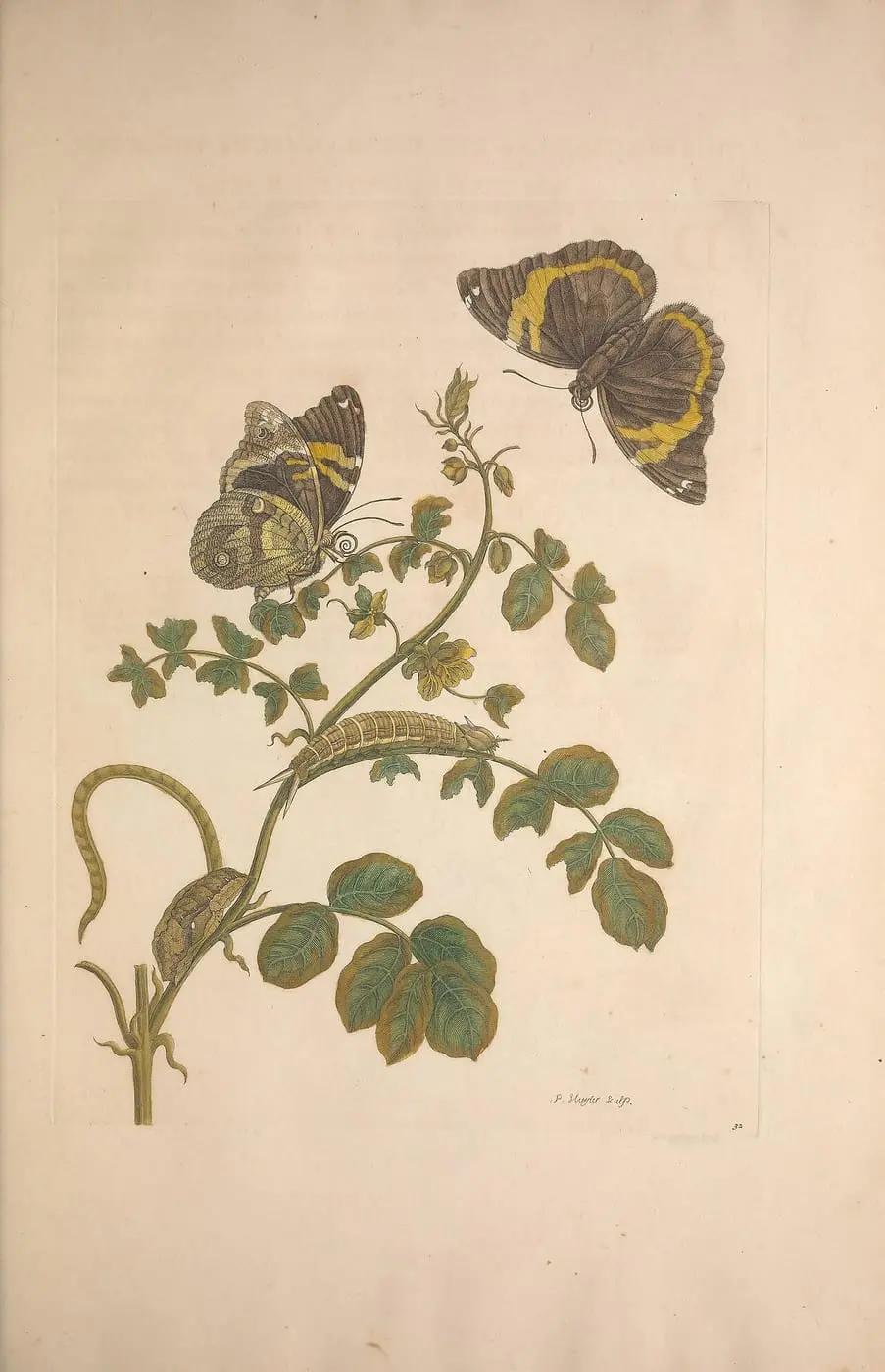 Metamorphosis insectorum surinamensium (Pl. 32) by Maria Sibylla Merian, canvas print
