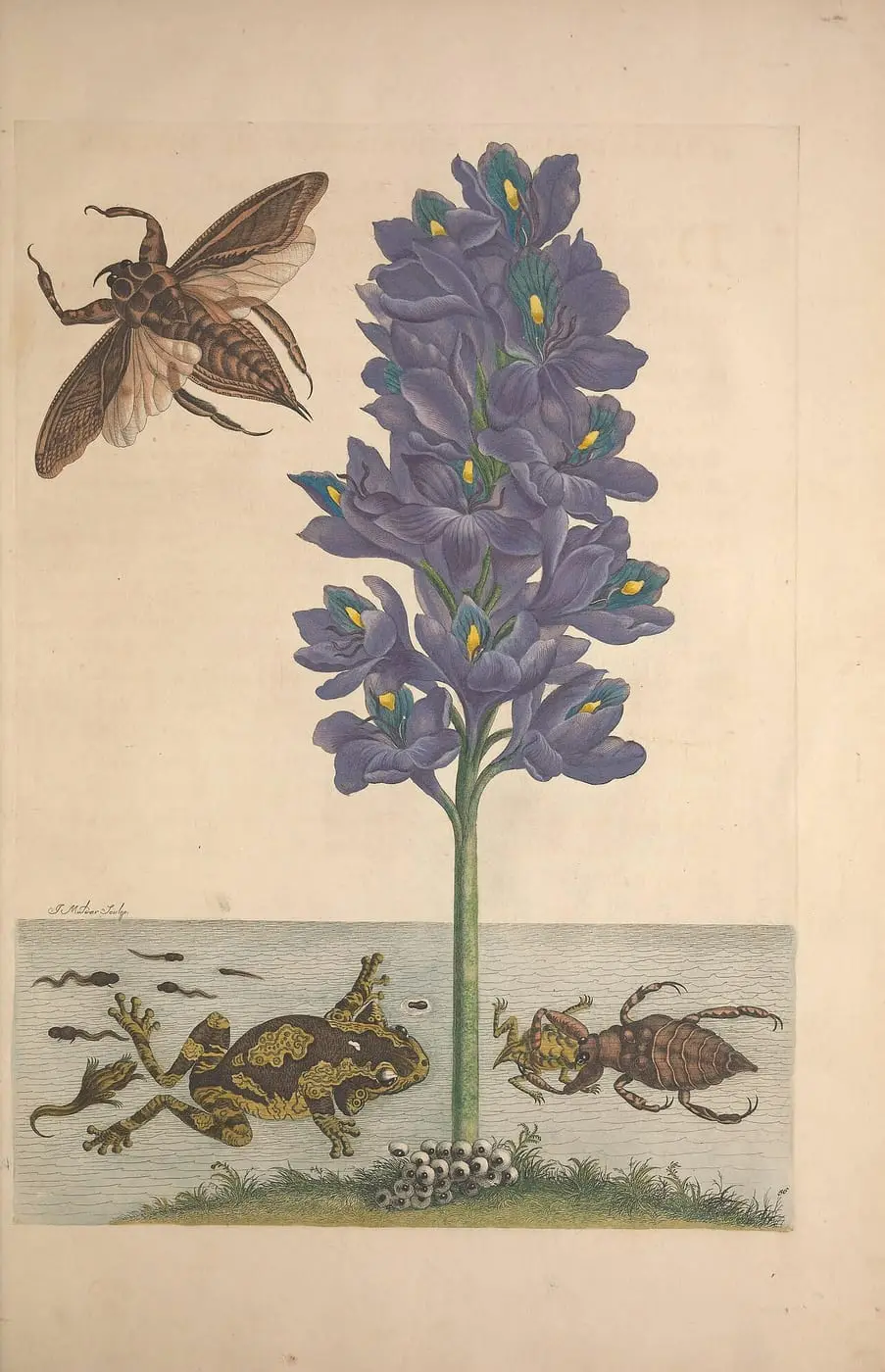 Metamorphosis insectorum surinamensium (Pl. 56) by Maria Sibylla Merian, canvas print