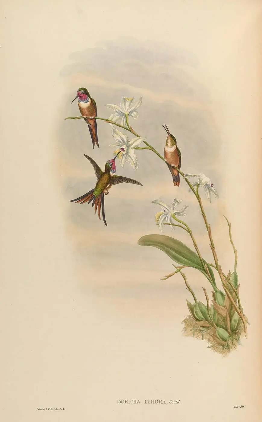 MonographTrochiSupplementGoul by John Gould, canvas print