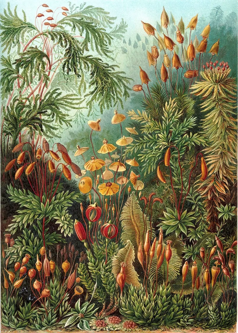 Muscinae by Ernst Haeckel, canvas print