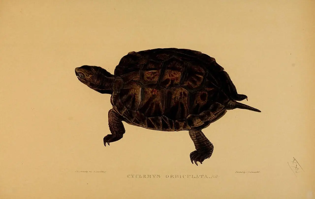 Cyclemys dentata by Edward Lear, canvas print