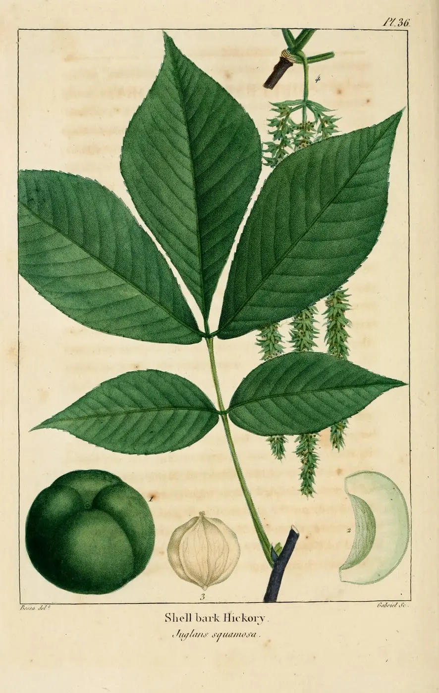 Shell Bark Hickory (Carya tomentosa) by Pancrace Bessa, canvas print