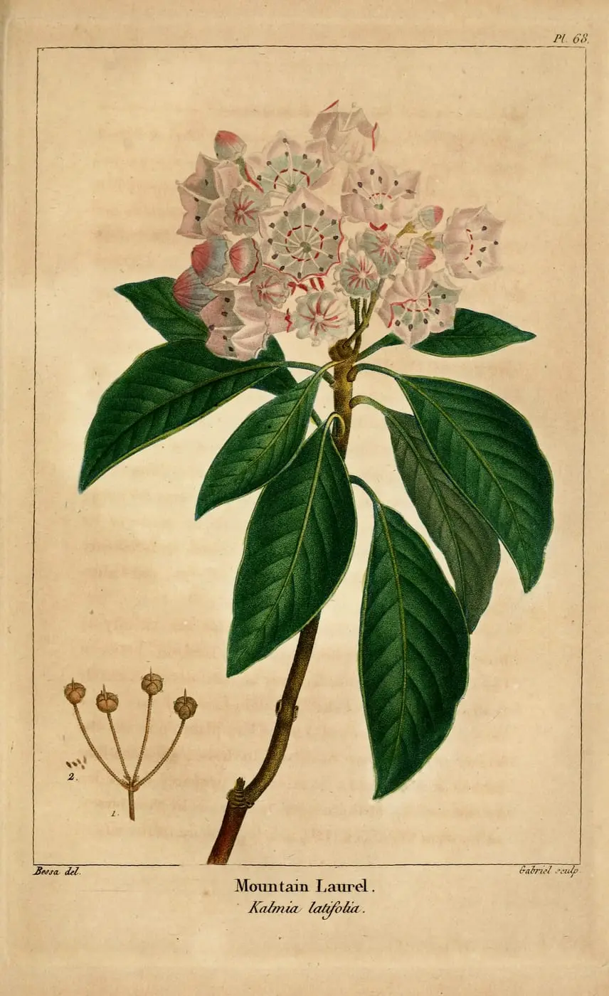 Kalmia latifolia by Pancrace Bessa, canvas print