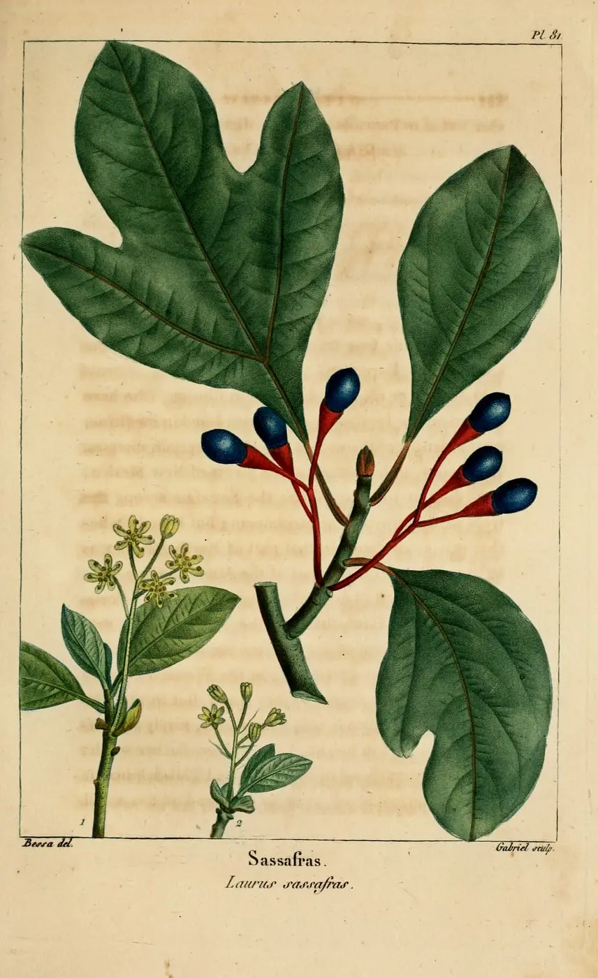 Sassafras albidum by Pancrace Bessa, canvas print