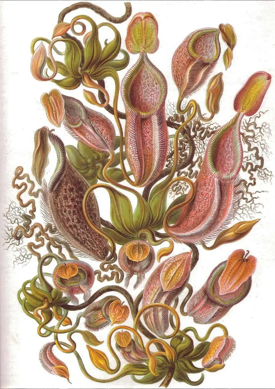 Nepenthes melamphora by Ernst Haeckel, canvas print