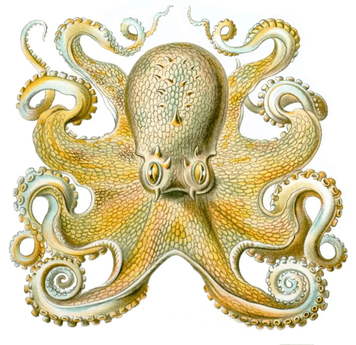 Octopusvulgaris by Ernst Haeckel, canvas print