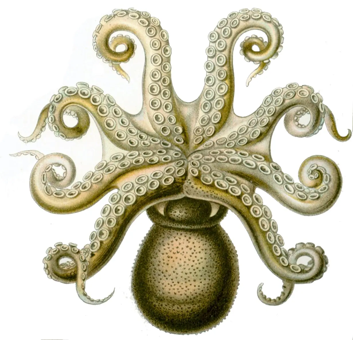 Octopusvulgaris1 by Ernst Haeckel, canvas print