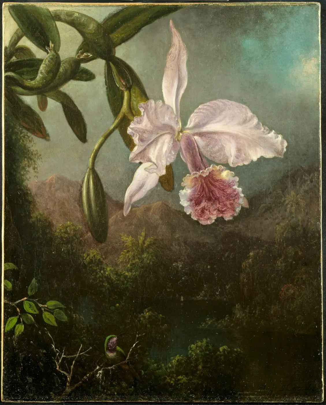 Orchid Blossoms by Martin Johnson Heade, canvas print