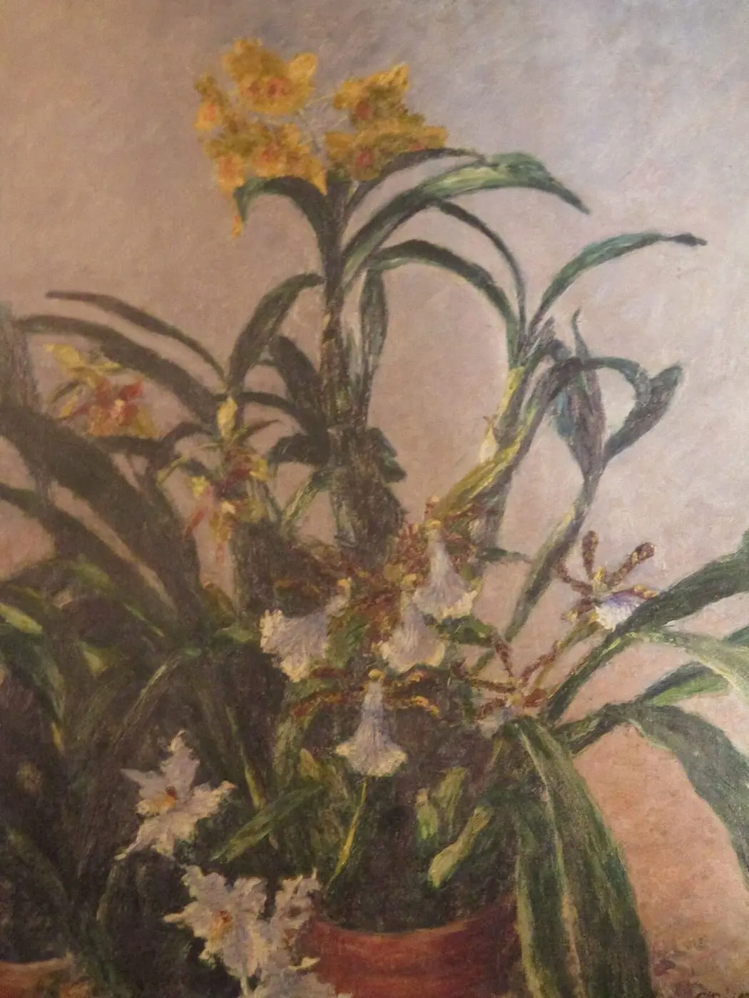 Orchidées jaunes by Gustave Caillebotte, canvas print