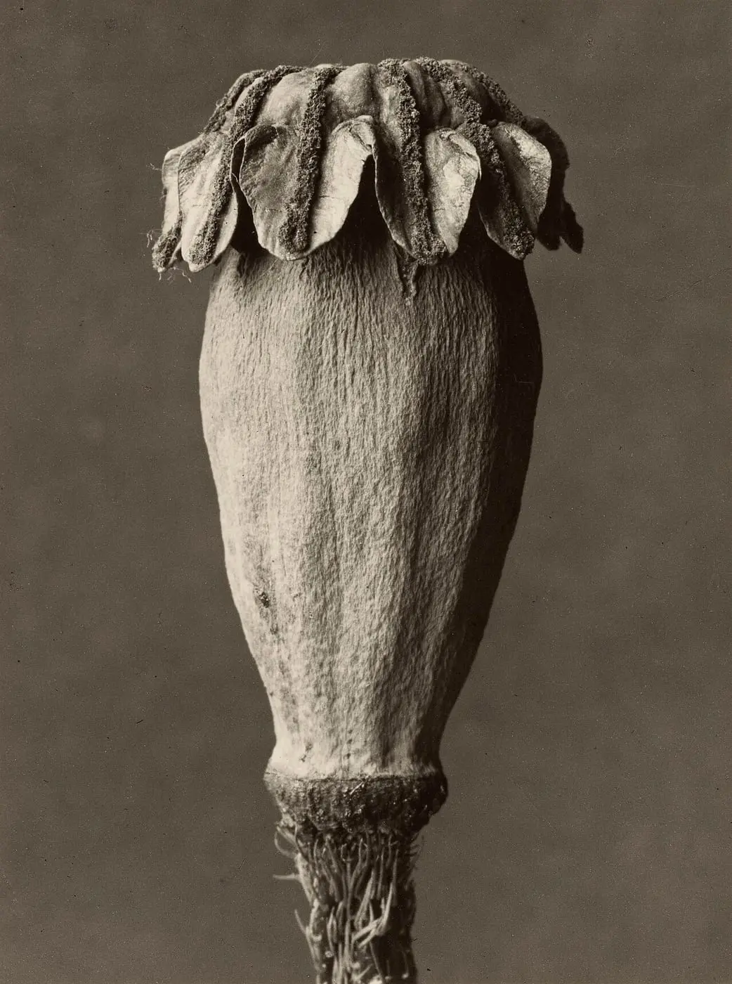 Papaver orientalis by Karl Blossfeldt, canvas print