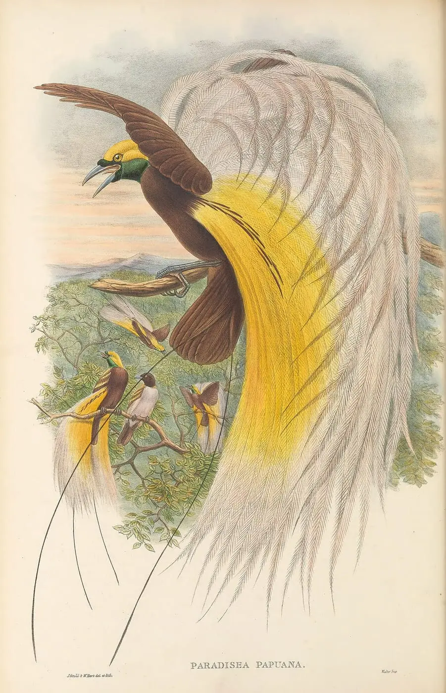 Paradisaea papuana, The Birds of New Guinea by John Gould, canvas print