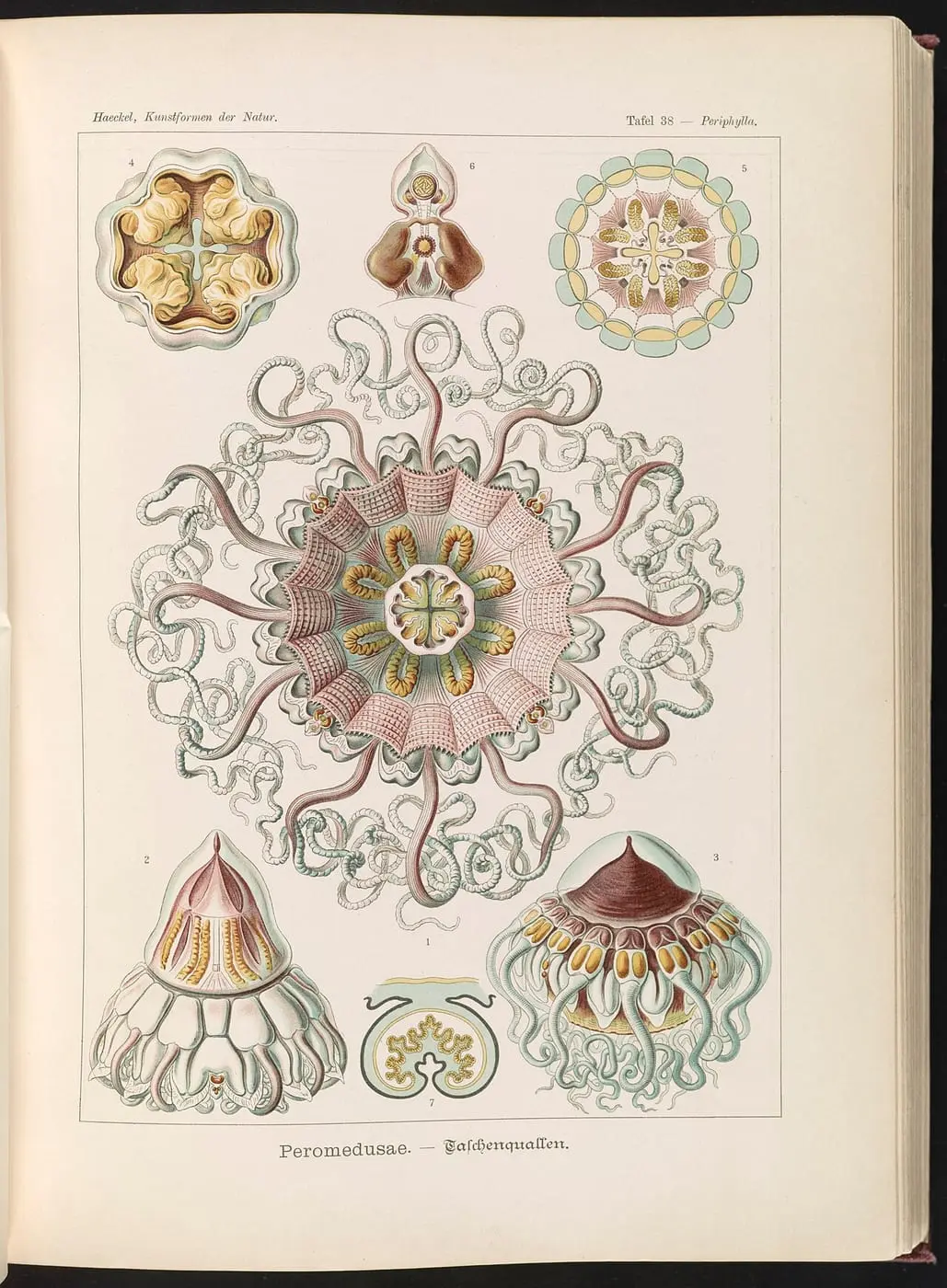 Peromedusae., Talchenquallen by Ernst Haeckel, canvas print