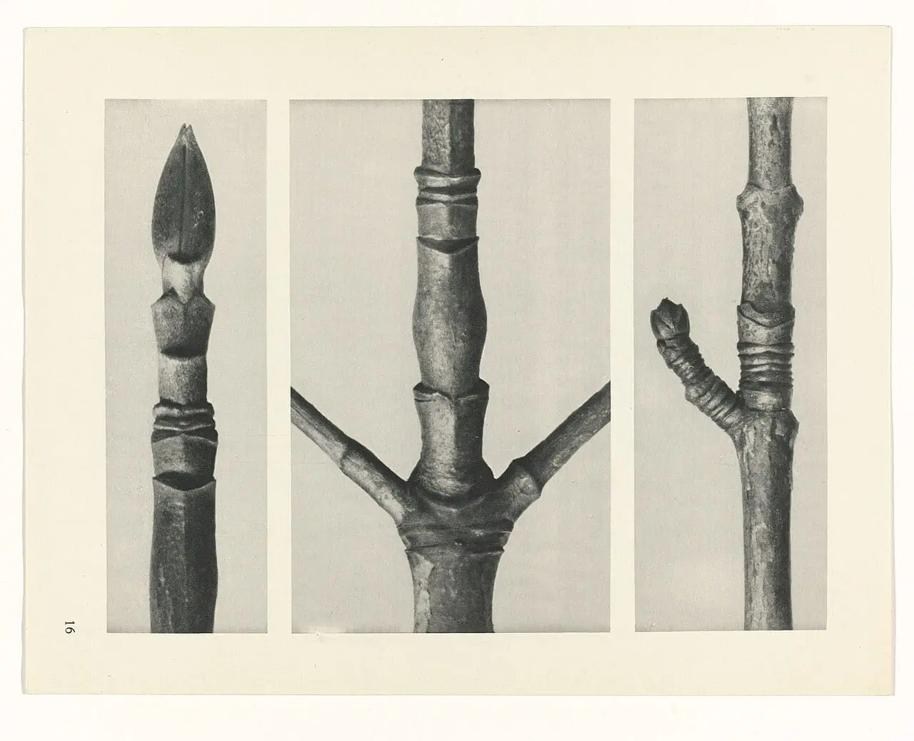 Plantstudie by Karl Blossfeldt, canvas print