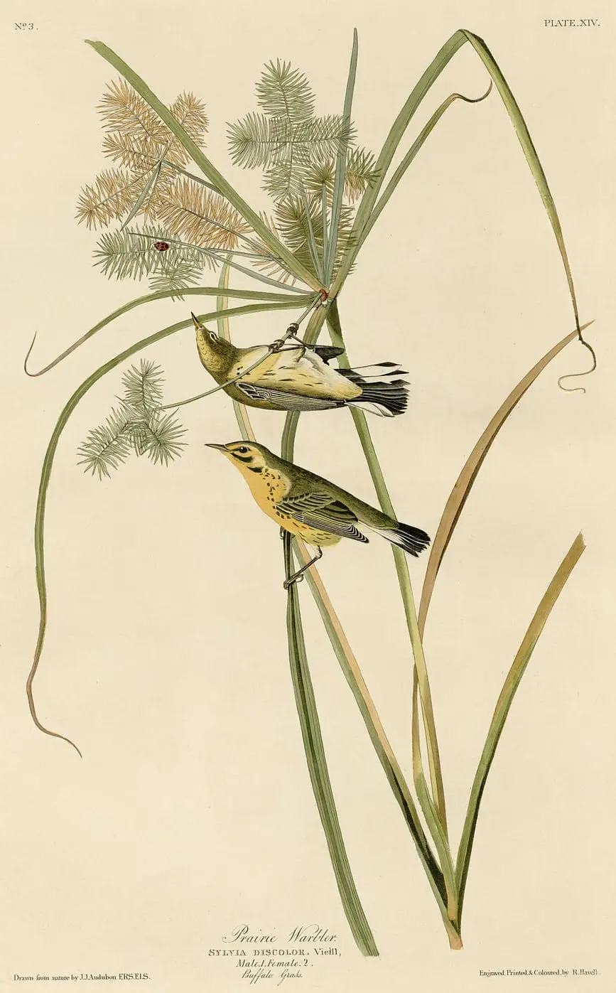 Prairie Warbler by John James Audubon, canvas print