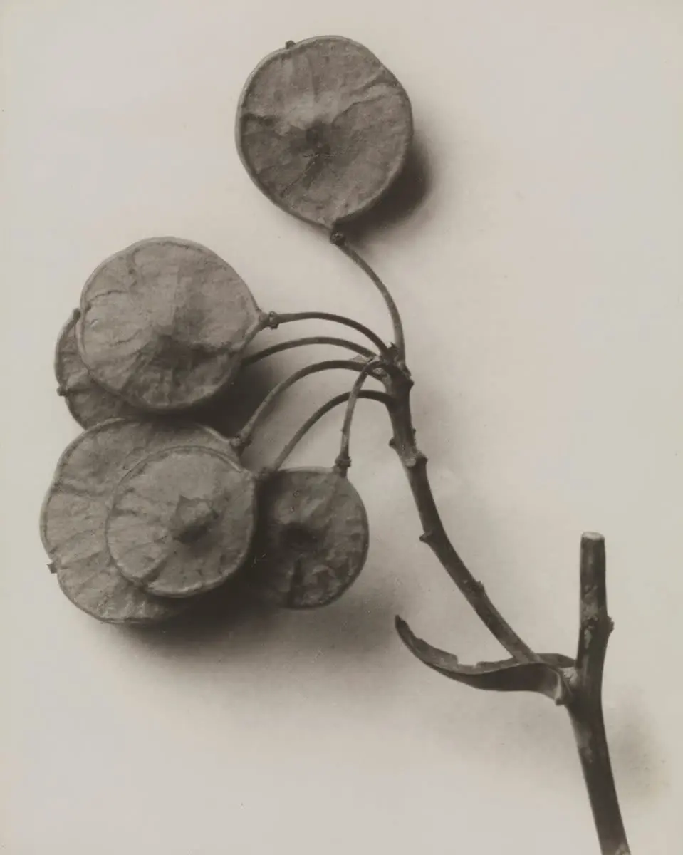 Ptelea trifoliata by Karl Blossfeldt, canvas print