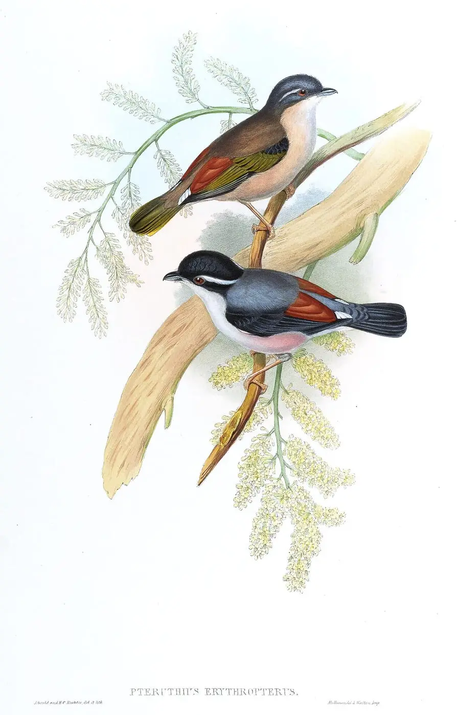 PteruthiusErythropterusGould by John Gould, canvas print