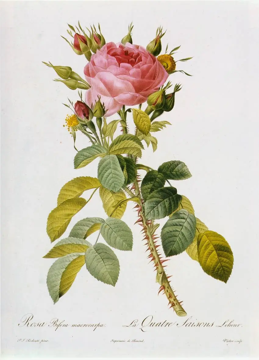Rosa bifera macrocarpa, La Quatre Saisons Lelieur by Pierre-Joseph Redouté, canvas print