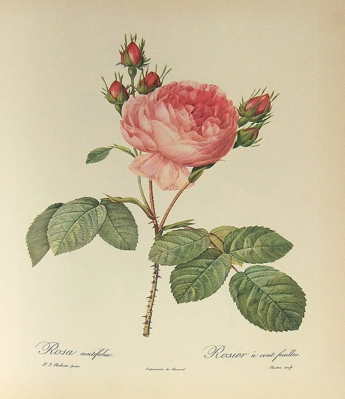 Cabbage Rose (Rosa centifolia) by Pierre-Joseph Redouté, canvas print