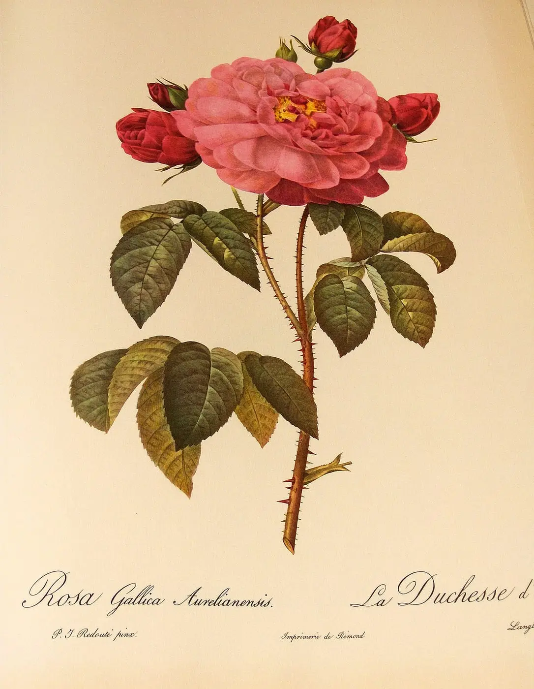 Rosa gallica Aurelianensis by Pierre-Joseph Redouté, canvas print