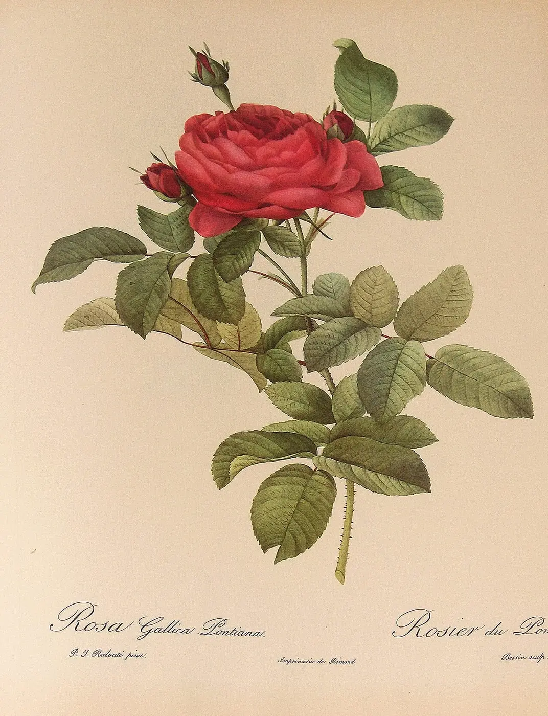 Rosa gallica Pontiana by Pierre-Joseph Redouté, canvas print