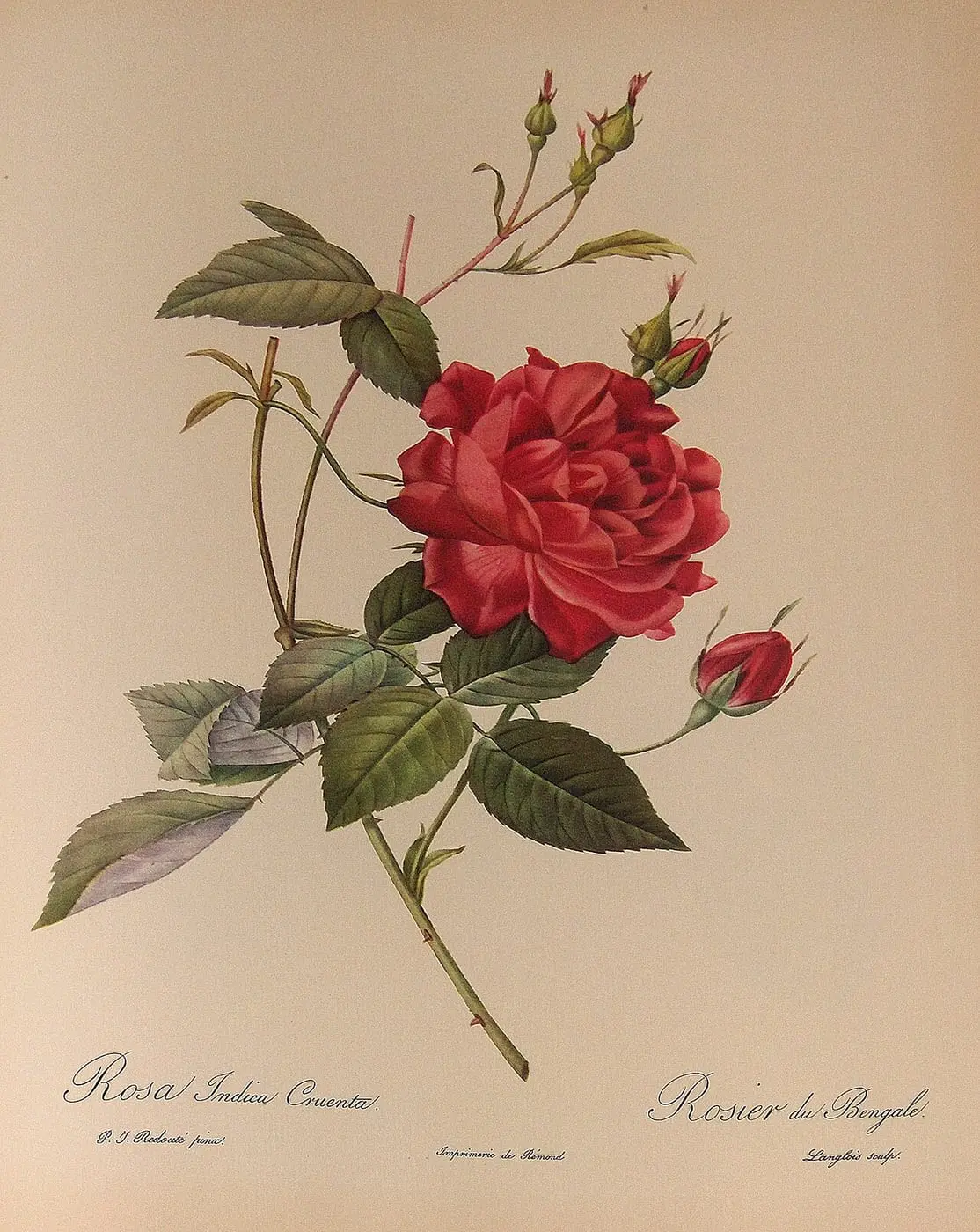 Rosa indica Cruenta by Pierre-Joseph Redouté, canvas print