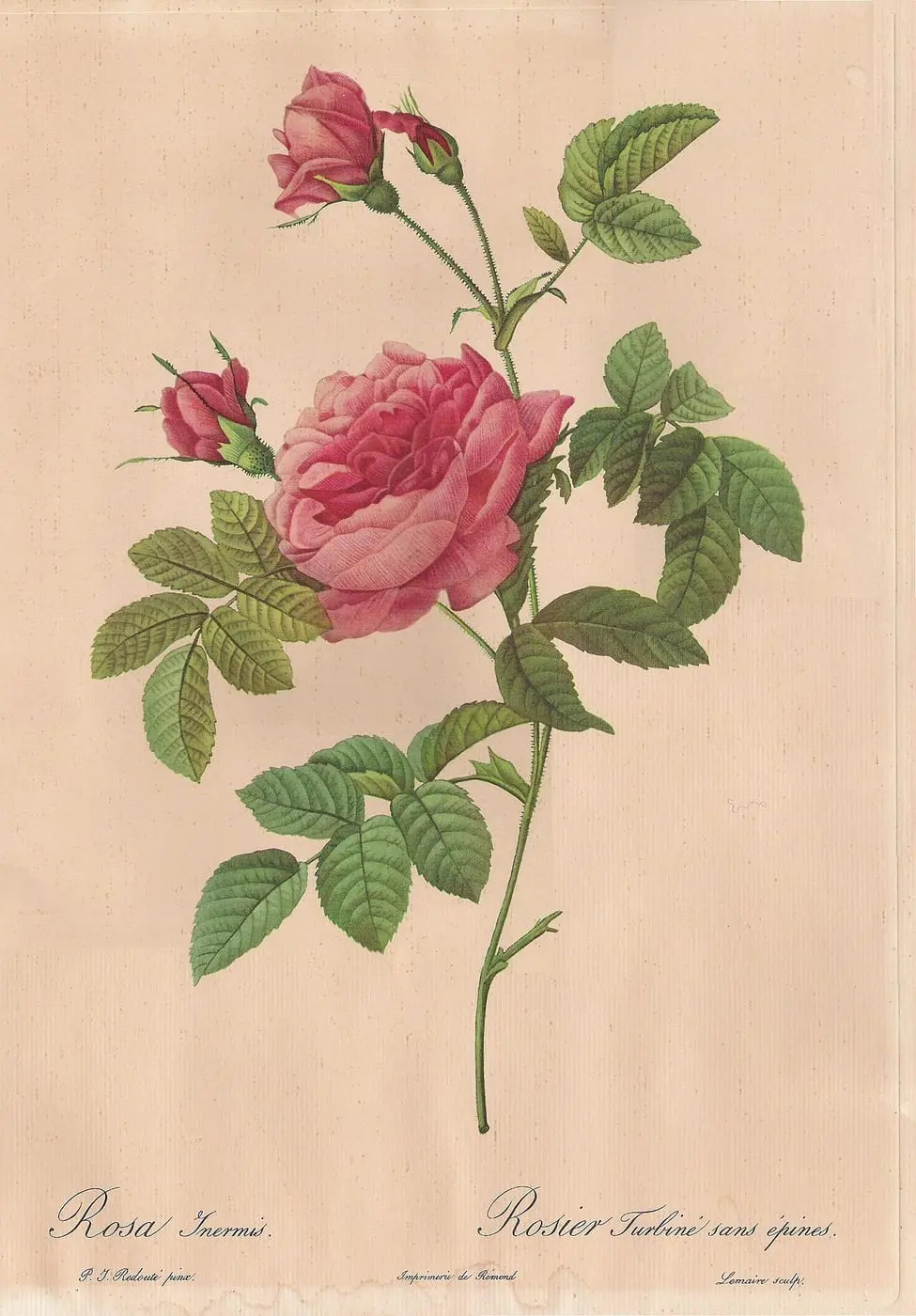 Rosa inermis by Pierre-Joseph Redouté, canvas print
