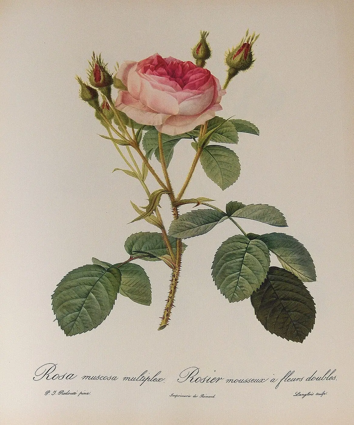 Rosa muscosa Multiplex by Pierre-Joseph Redouté, canvas print