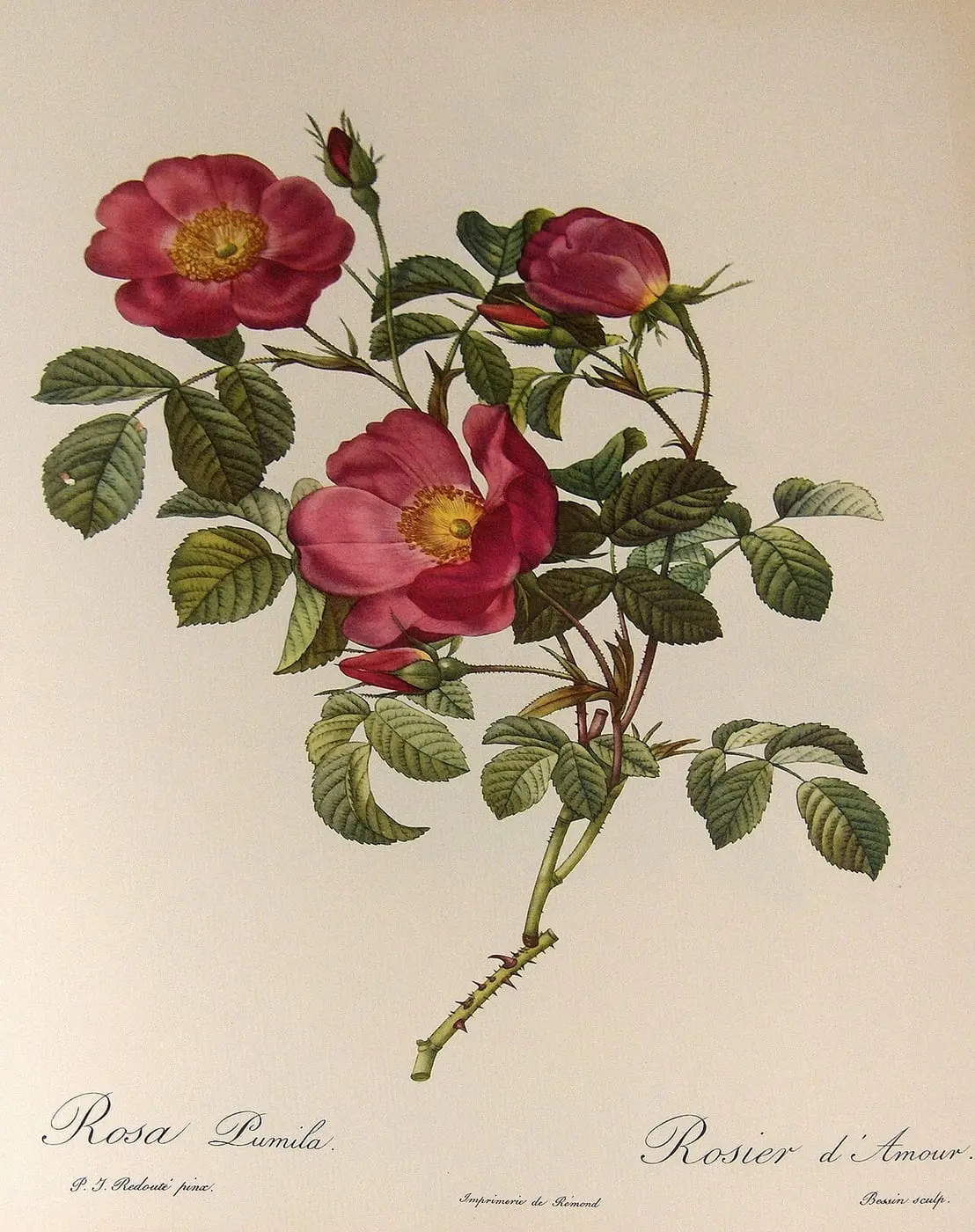 Rosa pumila by Pierre-Joseph Redouté, canvas print