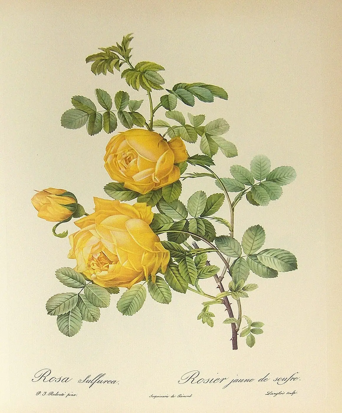 Rosa hemisphaerica (Rosa sulphurea) by Pierre-Joseph Redouté, canvas print