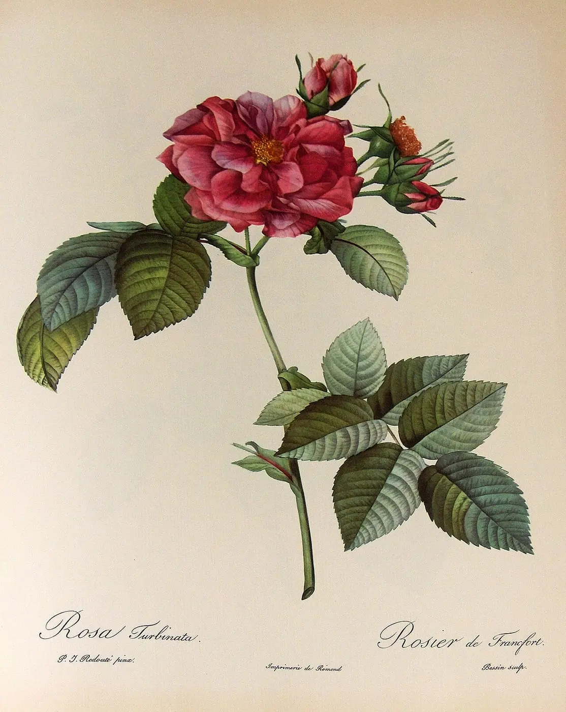 Rosa turbinata by Pierre-Joseph Redouté, canvas print