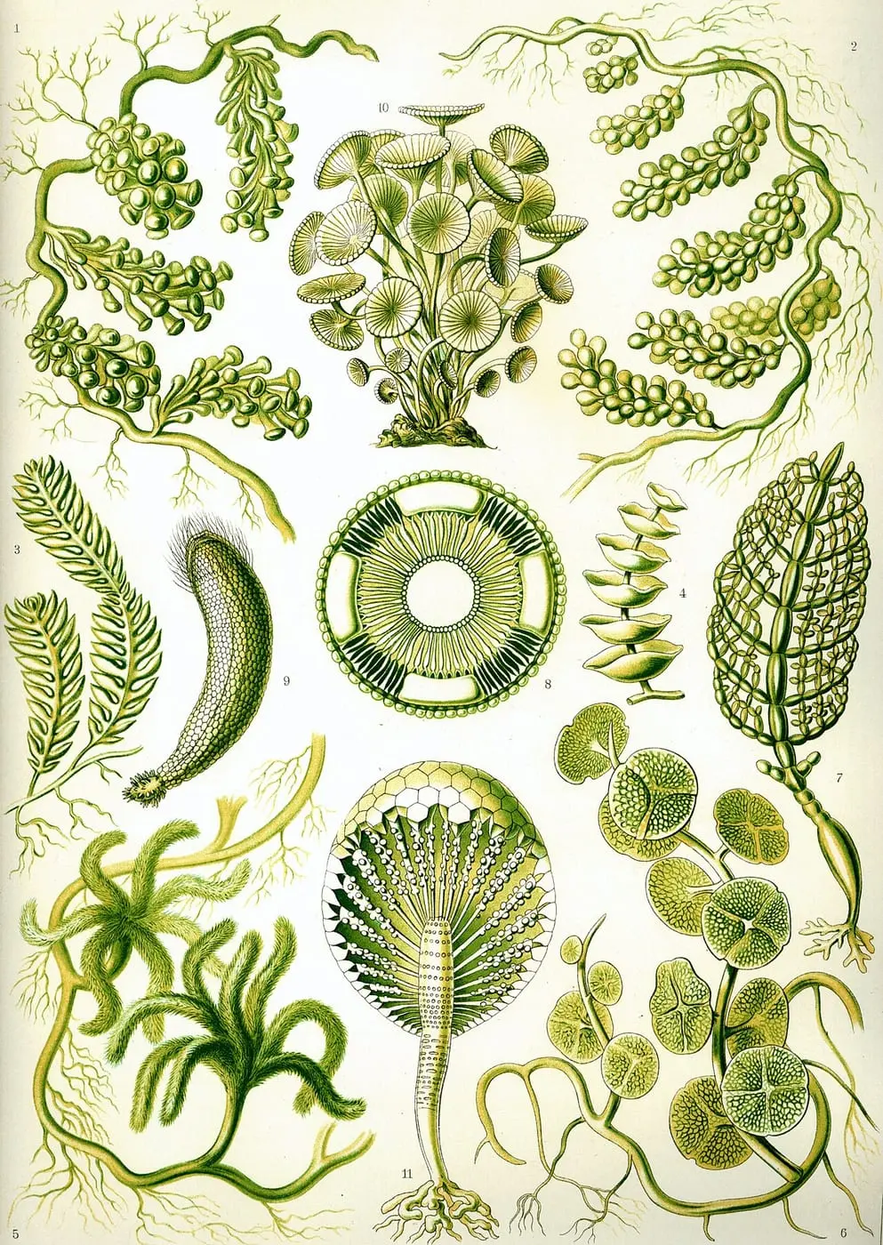Siphoneae by Ernst Haeckel, canvas print