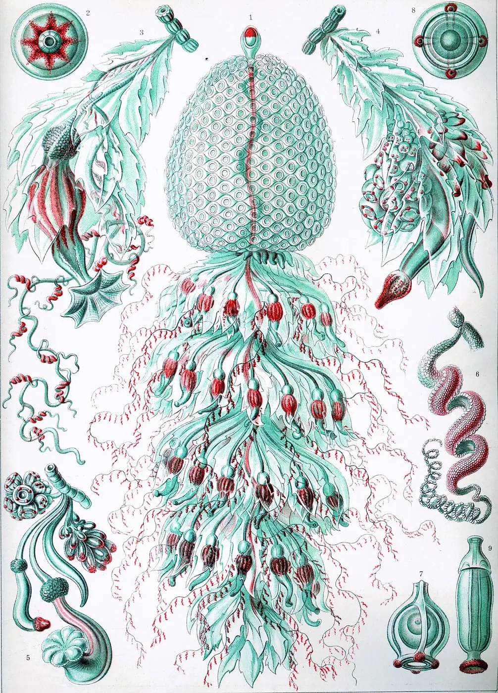 Siphonophorae 59 by Ernst Haeckel, canvas print