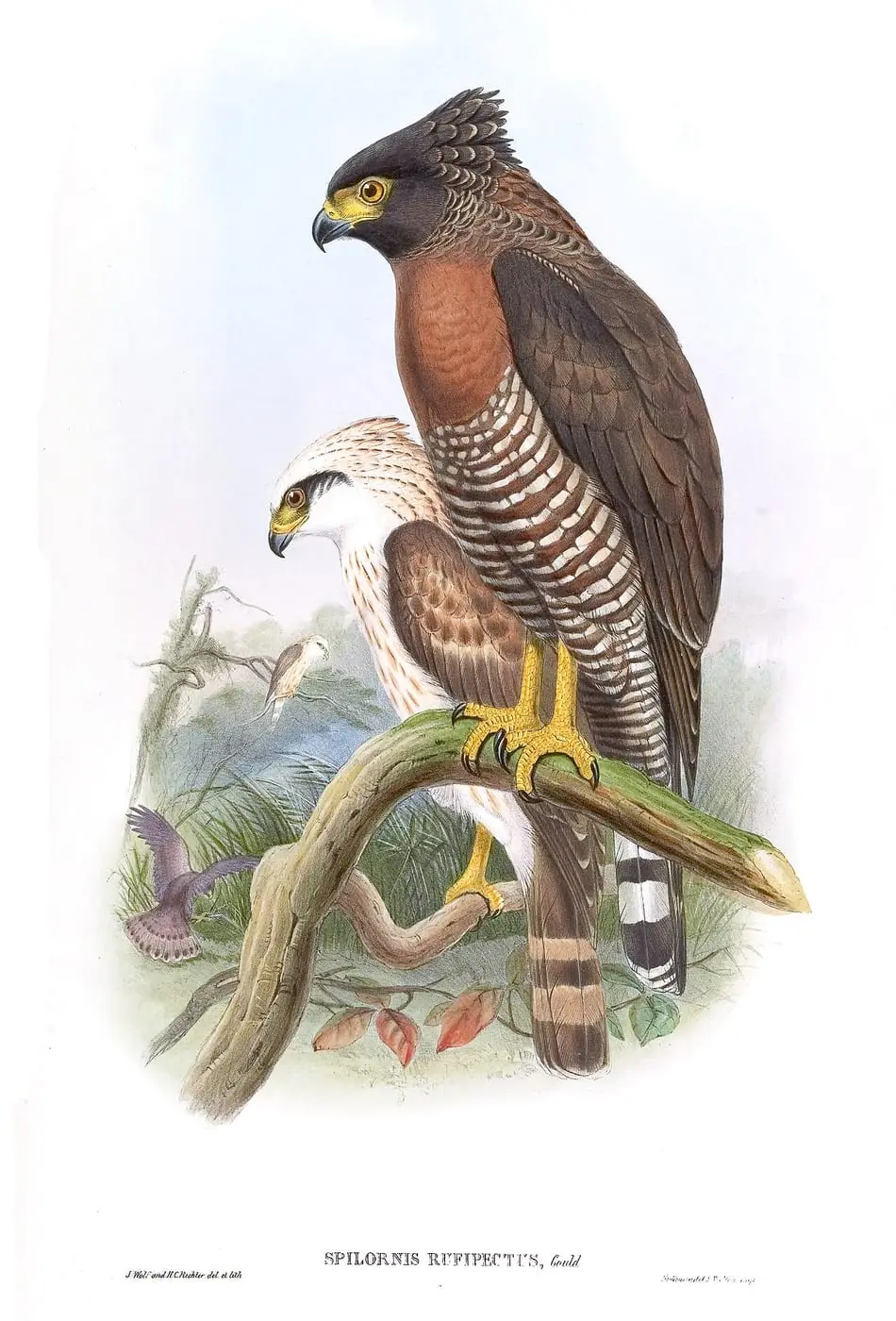 SpilornisRufipectusGould by John Gould, canvas print