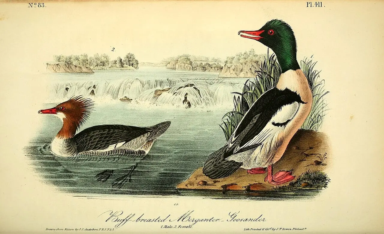 The birds of America (Pl. 411) by John James Audubon, canvas print