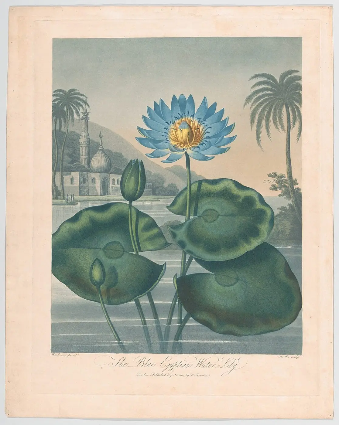 The Blue Egyptian Water Lily by Peter Charles Henderson, canvas print