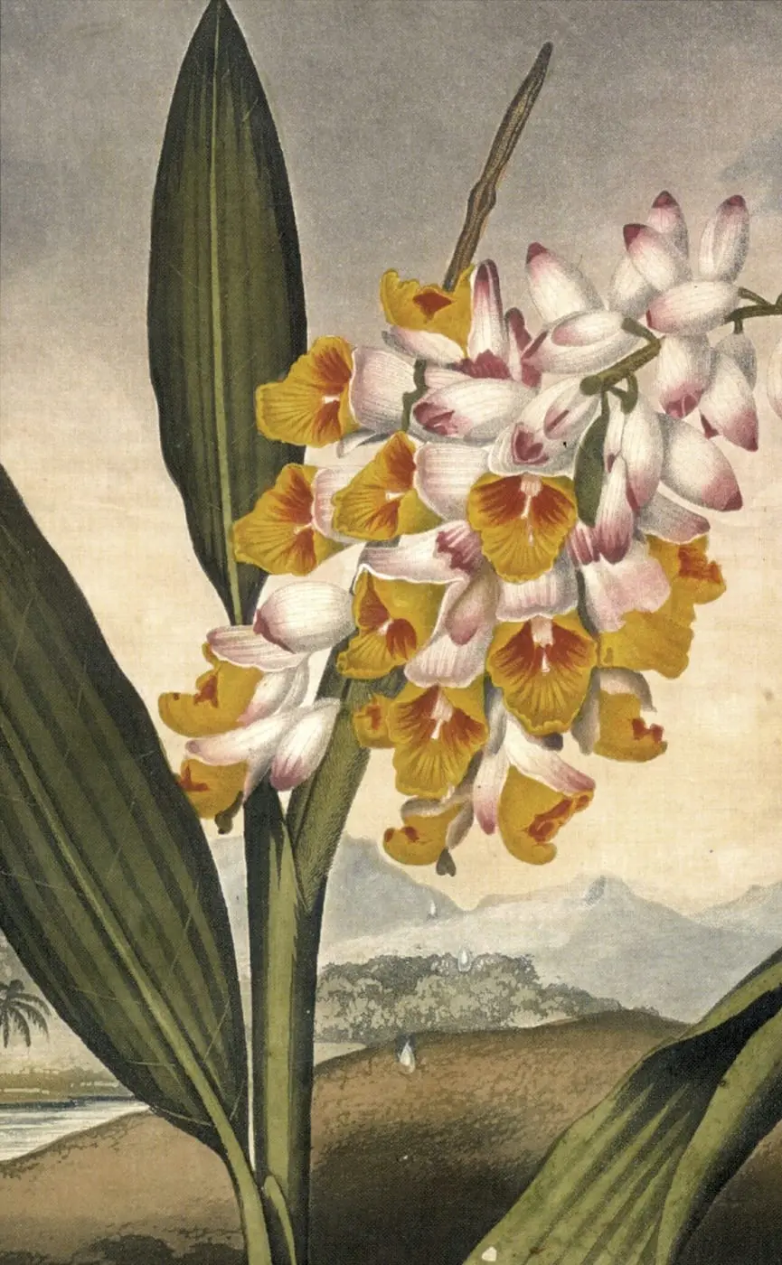 The Temple of Flora by Robert John Thornton, canvas print