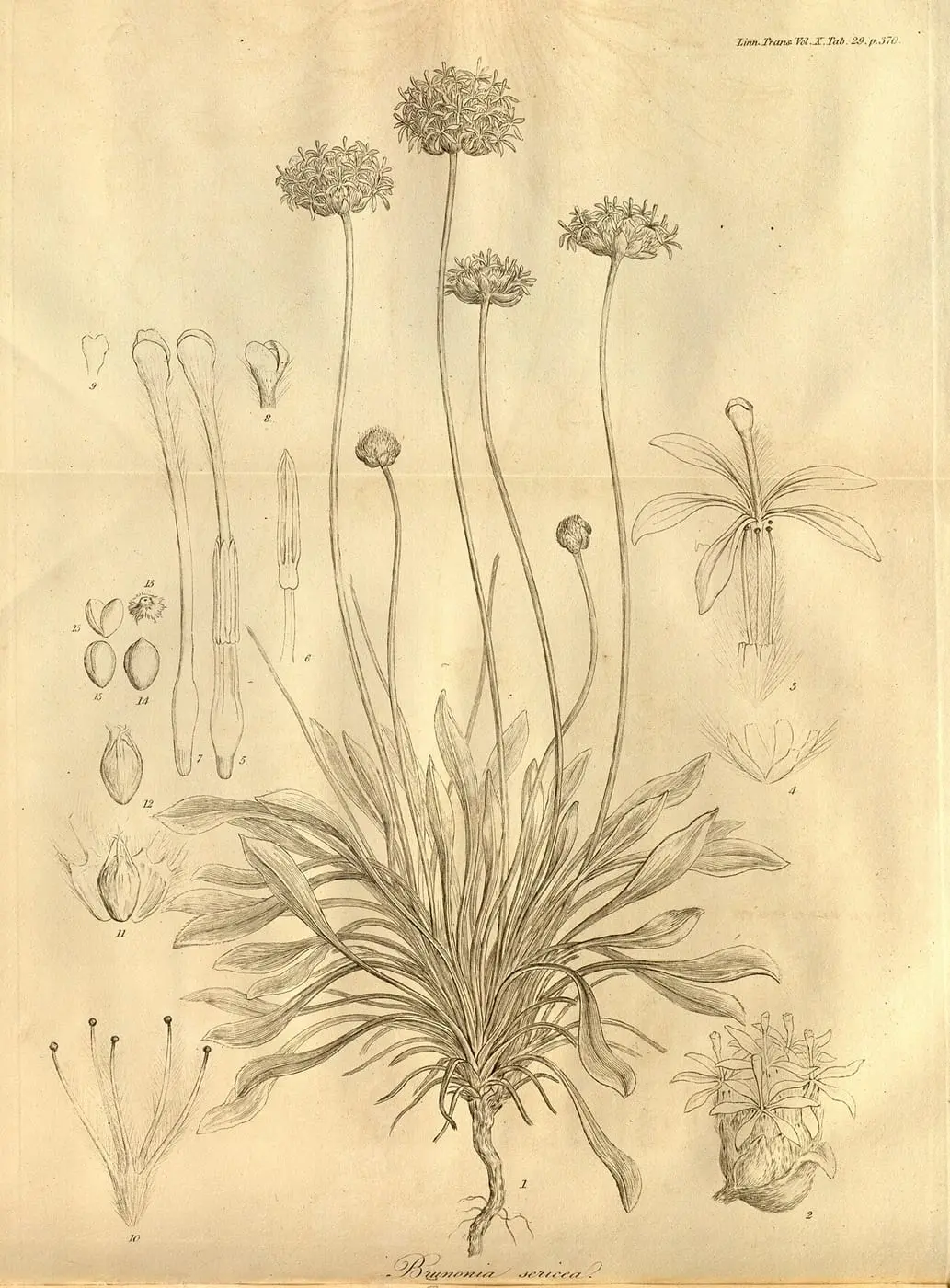 Transactions of the Linnean Society of London, Volume 10, tab. 29 by Ferdinand Bauer, canvas print