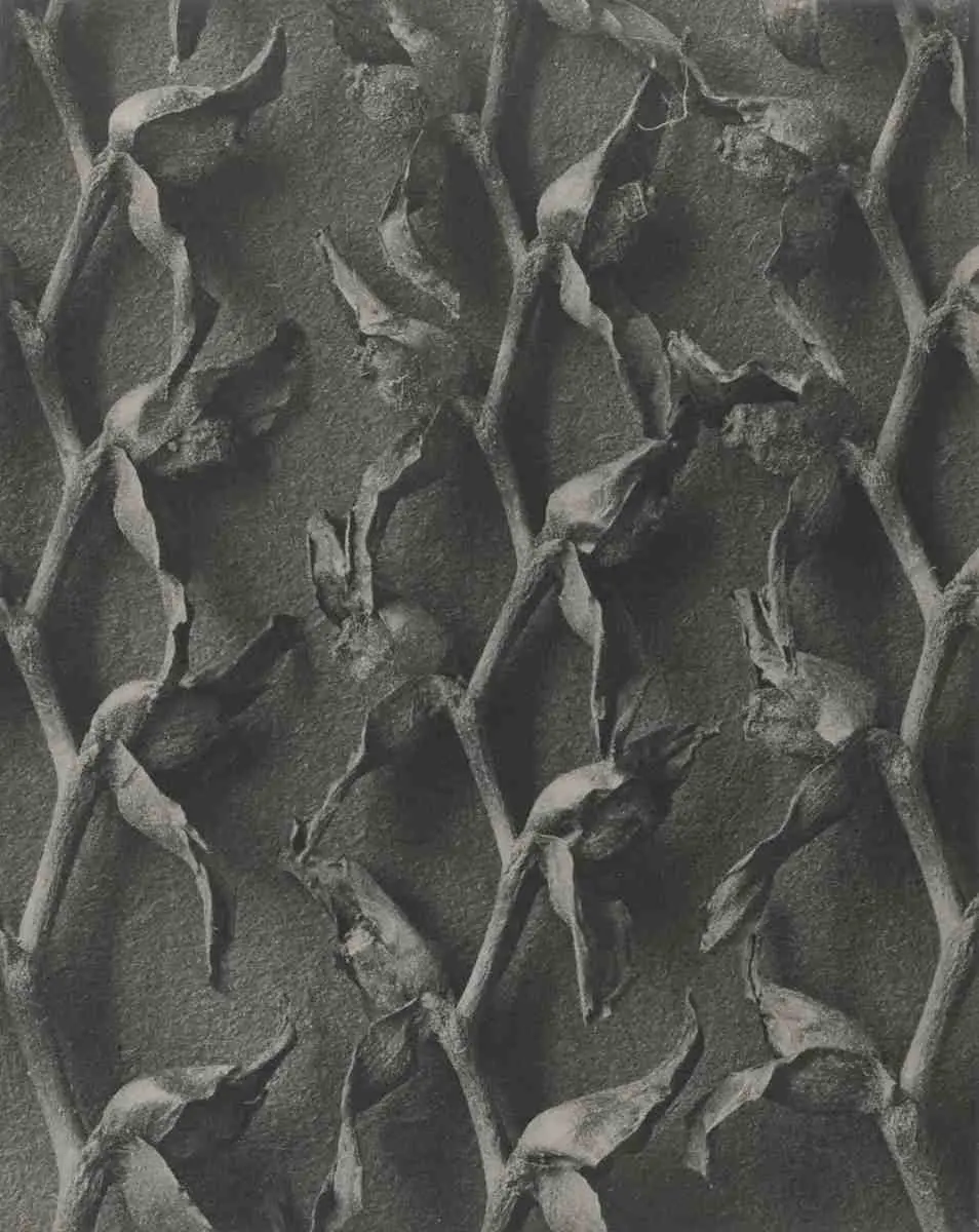 Tritonia crocosmiflora by Karl Blossfeldt, canvas print