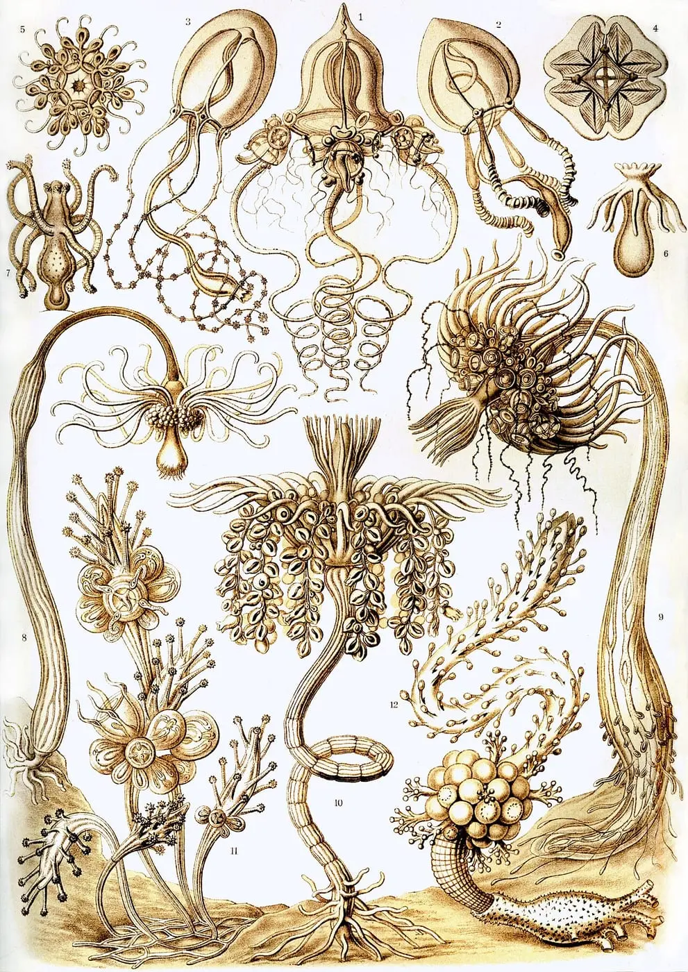 Tubulariae by Ernst Haeckel, canvas print