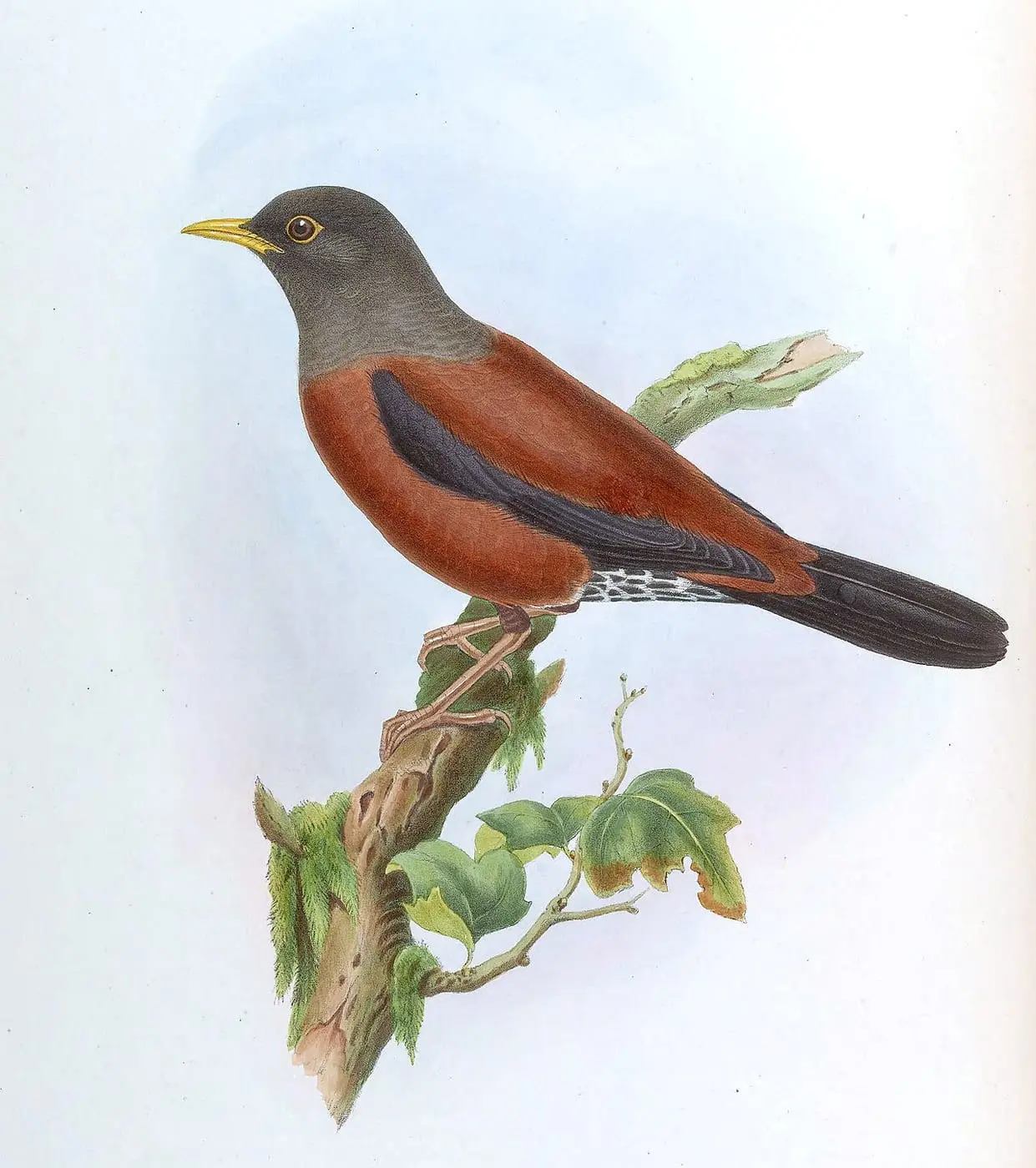 TurdusGouldiGould by John Gould, canvas print
