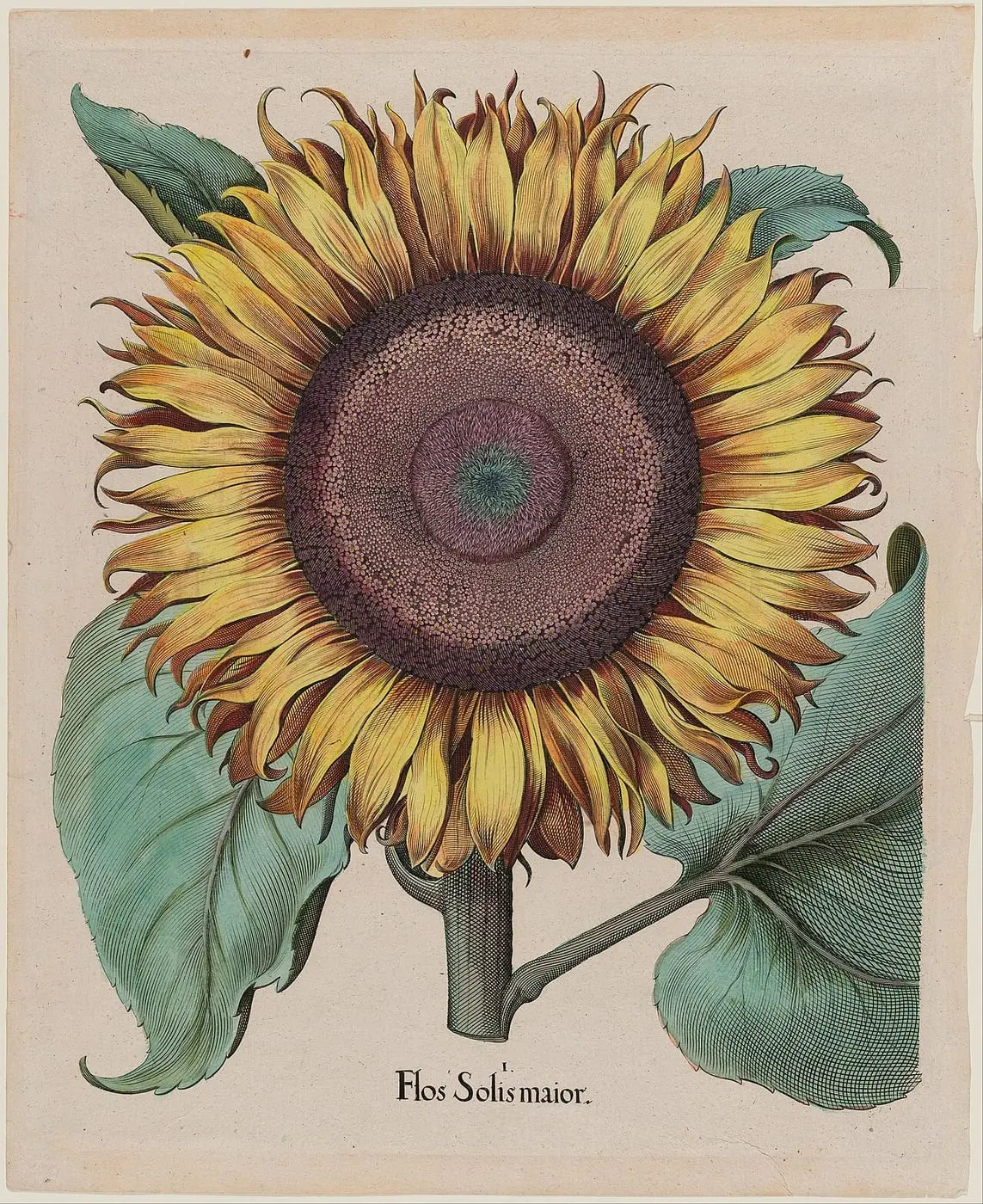 Unidentified artist by Basilius Besler, canvas print