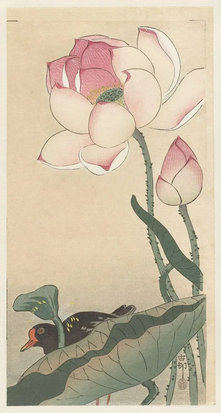 Waterhoen bij bloeiende lotus by Ohara Koson, canvas print