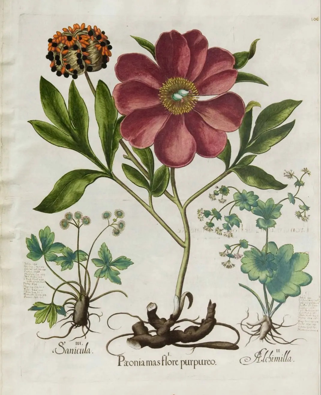 Wild Peony (Paeonia mascula) by Basilius Besler, canvas print